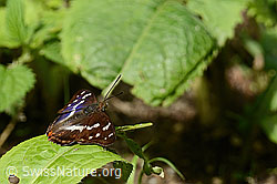 Grosser Schillerfalter (Apatura iris) (C267917) Grosser Schillerfalter (Apatura iris) (C267917)
