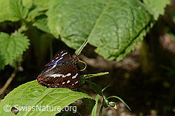Grosser Schillerfalter (Apatura iris) (C267918) Grosser Schillerfalter (Apatura iris) (C267918)