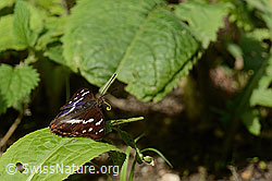 Grosser Schillerfalter (Apatura iris) (C267919) Grosser Schillerfalter (Apatura iris) (C267919)