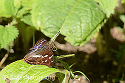 Grosser Schillerfalter (Apatura iris) (C267920) Grosser Schillerfalter (Apatura iris) (C267920)