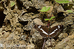 Grosser Schillerfalter (Apatura iris) (C267923) Grosser Schillerfalter (Apatura iris) (C267923)