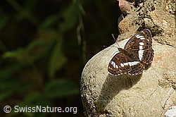 Grosser Schillerfalter (Apatura iris) (C267925) Grosser Schillerfalter (Apatura iris) (C267925)