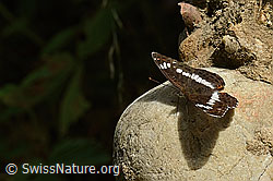 Grosser Schillerfalter (Apatura iris) (C267927) Grosser Schillerfalter (Apatura iris) (C267927)