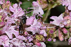 Gewöhnliche Maskenbiene (Hylaeus communis) auf Echtem Dost (Origanum vulgare) (C267935) Gewöhnliche Maskenbiene (Hylaeus communis) auf Echtem Dost (Origanum vulgare) (C267935)