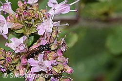 Gewöhnliche Maskenbiene (Hylaeus communis) auf Echtem Dost (Origanum vulgare) (C267942) Gewöhnliche Maskenbiene (Hylaeus communis) auf Echtem Dost (Origanum vulgare) (C267942)