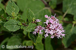 Origanum vulgare (C267945)