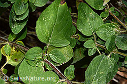 Origanum vulgare (C267946)
