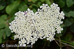 Wilde Möhre (Daucus carota ssp. carota) (23.07.2023, C267947)