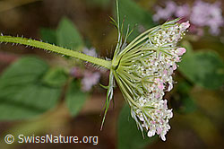 Wilde Möhre (Daucus carota ssp. carota) (23.07.2023, C267948)