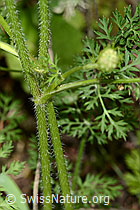 Daucus carota ssp. carota (C267949)