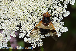 Volucella pellucens on Daucus carota ssp. carota (C267957)