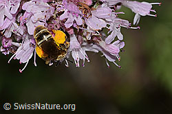 Weissbinden-Schmalbiene (Lasioglossum leucozonium) auf Echtem Dost (Origanum vulgare) (C267966)