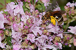 Weissbinden-Schmalbiene (Lasioglossum leucozonium) auf Echtem Dost (Origanum vulgare) (C267971)