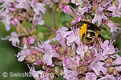Weissbinden-Schmalbiene (Lasioglossum leucozonium) auf Echtem Dost (Origanum vulgare) (C267972)