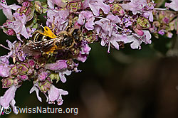 Weissbinden-Schmalbiene (Lasioglossum leucozonium) auf Echtem Dost (Origanum vulgare) (C267974)