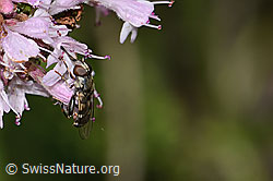 Syritta pipiens on Origanum vulgare (C267975)