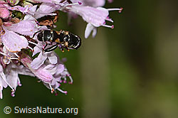 Syritta pipiens on Origanum vulgare (C267977)