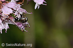 Syritta pipiens on Origanum vulgare (C267978)
