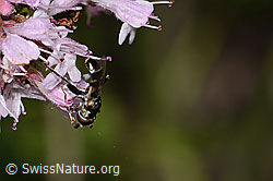 Syritta pipiens on Origanum vulgare (C267979)