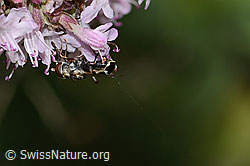 Syritta pipiens on Origanum vulgare (C267980)