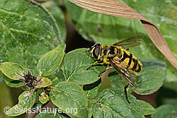 Totenkopfschwebfliege (Myathropa florea) (C267984) Totenkopfschwebfliege (Myathropa florea) (C267984)