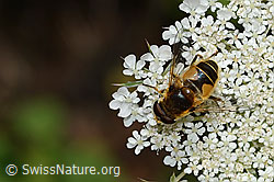 Mittlere Keilfleckschwebfliege (Eristalis interrupta) auf Wilde Möhre (Daucus carota ssp. carota) (C267992) Mittlere Keilfleckschwebfliege (Eristalis interrupta) auf Wilde Möhre (Daucus carota ssp. carota) (C267992)