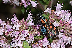 Zygaena filipendulae on Origanum vulgare (C267994)