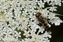 Syritta pipiens on Daucus carota ssp. carota (C267999)