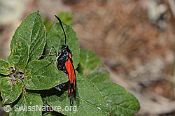 Zygaena filipendulae (C268001)