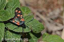 Zygaena filipendulae (C268003)
