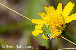 C268007: Grüne Distelwanze (Calocoris affinis) auf Blume