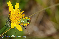 C268009: Grüne Distelwanze (Calocoris affinis) auf Blume
