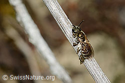 Dunkelgrüne Schmalbiene (Lasioglossum morio) (C268010)