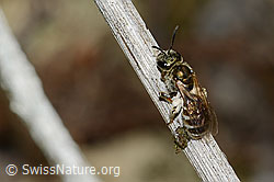 Dunkelgrüne Schmalbiene (Lasioglossum morio) (C268011)