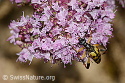 Gefleckter Schmalbock (Rutpela maculata) auf Echtem Dost (Origanum vulgare) (C268015) Gefleckter Schmalbock (Rutpela maculata) auf Echtem Dost (Origanum vulgare) (C268015)