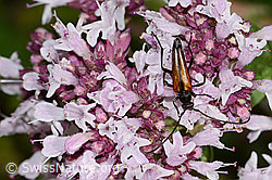 Kleiner Schmalbock (Stenurella melanura) auf Echtem Dost (Origanum vulgare) (C268023) Kleiner Schmalbock (Stenurella melanura) auf Echtem Dost (Origanum vulgare) (C268023)