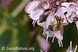 Weissbinden-Schmalbiene (Lasioglossum leucozonium) auf Echtem Dost (Origanum vulgare) (C268026)