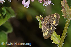 Goldzünsler (Pyrausta aurata) (C268033)