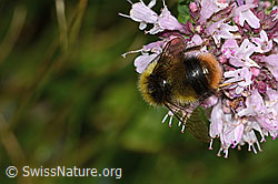 Wiesenhummel (Bombus pratorum) an Echtem Dost (Origanum vulgare) (C268034) Wiesenhummel (Bombus pratorum) an Echtem Dost (Origanum vulgare) (C268034)