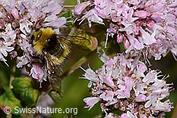 Wiesenhummel (Bombus pratorum) an Echtem Dost (Origanum vulgare) (C268036) Wiesenhummel (Bombus pratorum) an Echtem Dost (Origanum vulgare) (C268036)