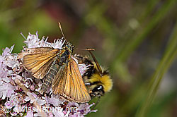 Thymelicus sylvestris and Bombus pratorum on Origanum vulgare (C268039)