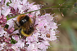 Wiesenhummel (Bombus pratorum) an Echtem Dost (Origanum vulgare) (C268040) Wiesenhummel (Bombus pratorum) an Echtem Dost (Origanum vulgare) (C268040)