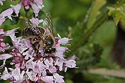 Westliche Honigbiene (Apis mellifera) auf Schwarzdorn (Prunus spinosa)