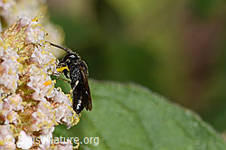Hylaeus communis on Achillea millefolium (C268048)