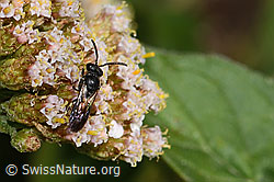 Hylaeus communis on Achillea millefolium (C268051)