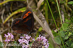 Graubindiger Mohrenfalter (Erebia aethiops) auf Wald-Witwenblume (Knautia dipsacifolia)