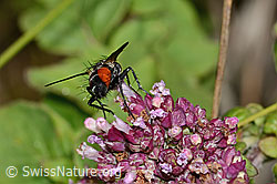 Rotgefleckte Raupenfliege (Eriothrix rufomaculatus) auf Wilder Möhre (Daucus carota ssp. carota)