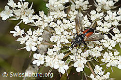 Rotgefleckte Raupenfliege (Eriothrix rufomaculatus) auf Wilder Möhre (Daucus carota ssp. carota)