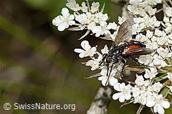 Rotgefleckte Raupenfliege (Eriothrix rufomaculatus) auf Wilder Möhre (Daucus carota ssp. carota) (C268069)