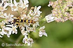 Sphaerophoria scripta on Daucus carota ssp. carota (C268072)